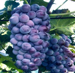 葡萄京王中王一肖，探索關(guān)鍵詞背后的故事，葡萄京王中王一肖，揭秘關(guān)鍵詞背后的傳奇故事