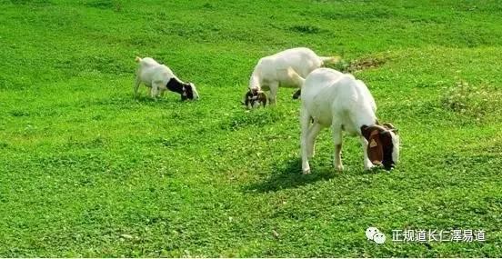 澳門出羊下期必開一肖，揭秘生肖彩票的奧秘與策略，揭秘生肖彩票奧秘，澳門出羊后必開一肖策略探討