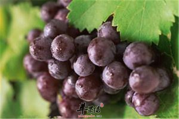 孕婦能否吃葡萄？營(yíng)養(yǎng)專家為您解答疑惑，孕婦可以吃葡萄嗎？營(yíng)養(yǎng)專家解答關(guān)于孕婦飲食的疑惑