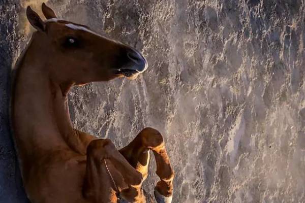 揭秘彩票背后的秘密，揭秘王中王四不像出一肖背后的奧秘，揭秘彩票王中王四不像出一肖背后的神秘秘密