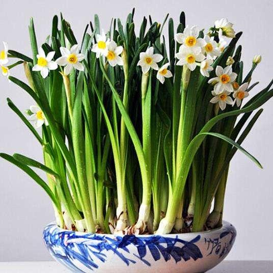 家里堅(jiān)決不能養(yǎng)的花，家里不宜養(yǎng)的花，警惕選擇花卉的禁忌