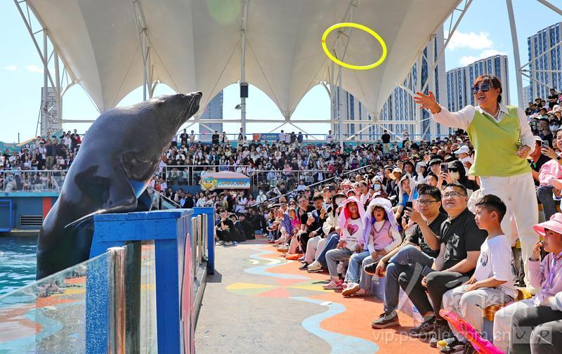 新澳2025今晚開獎(jiǎng)結(jié)果揭曉，期待與驚喜交織的時(shí)刻，新澳2025今晚開獎(jiǎng)結(jié)果揭曉，期待與驚喜的時(shí)刻來臨