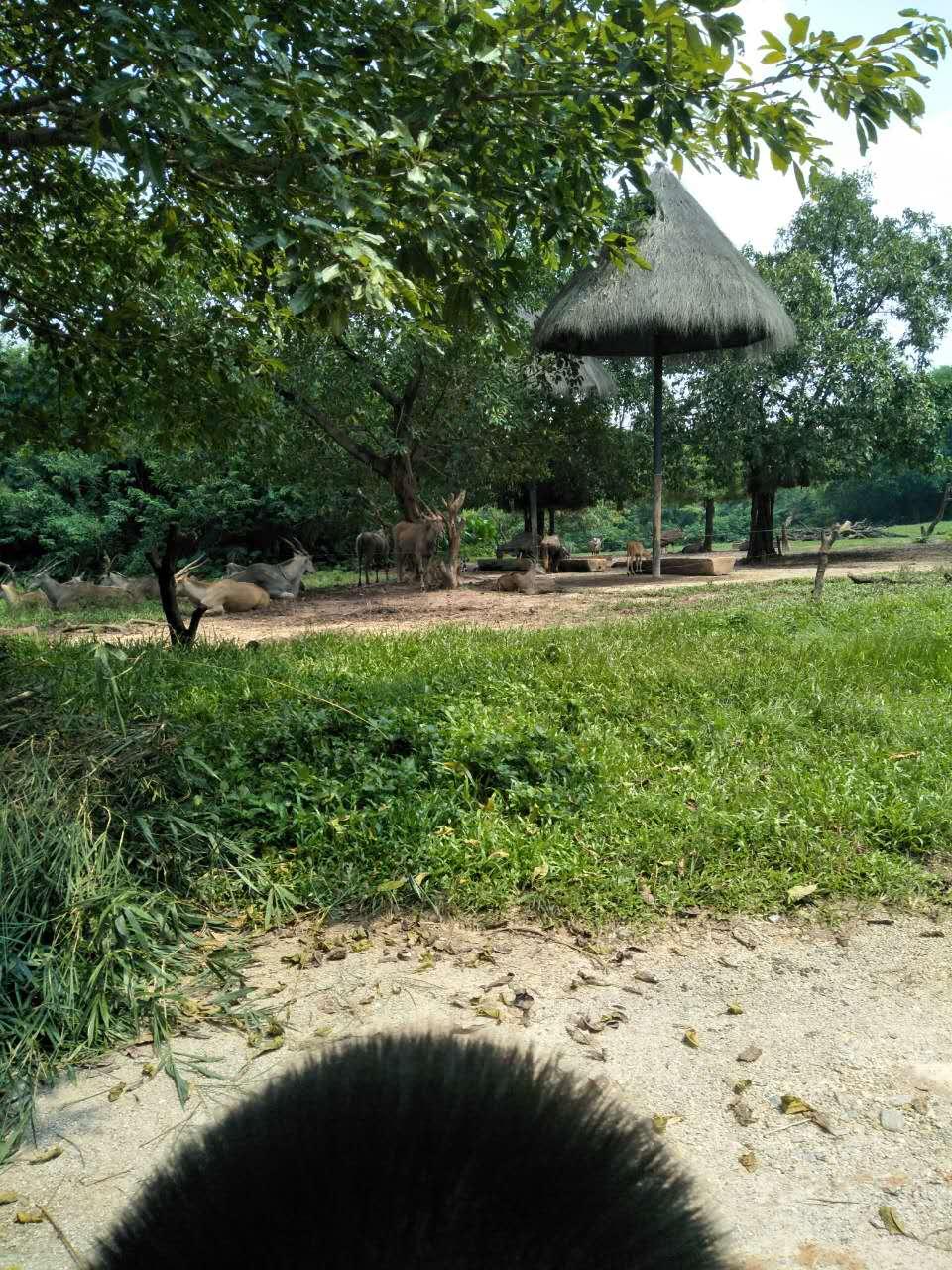 長隆野生動物園一日游攻略，探索野生世界的精彩之旅，長隆野生動物園一日游攻略，探索野生世界的精彩探險(xiǎn)之旅