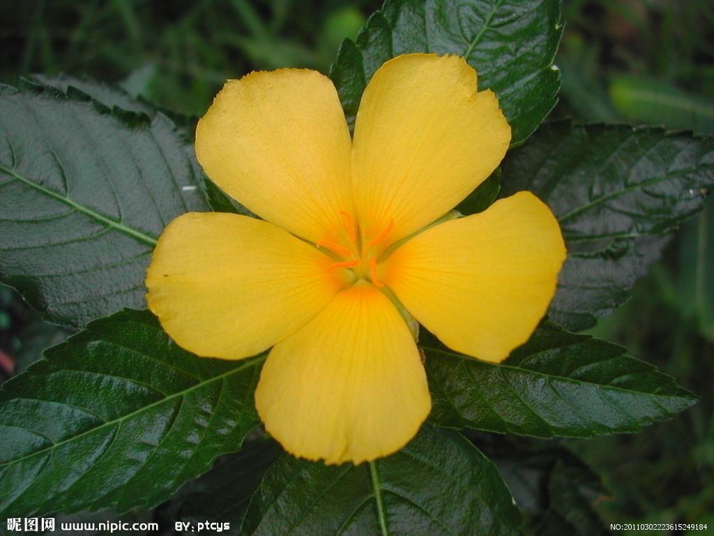 桌面時鐘，功能與選擇指南，桌面時鐘，功能特性與選擇指南