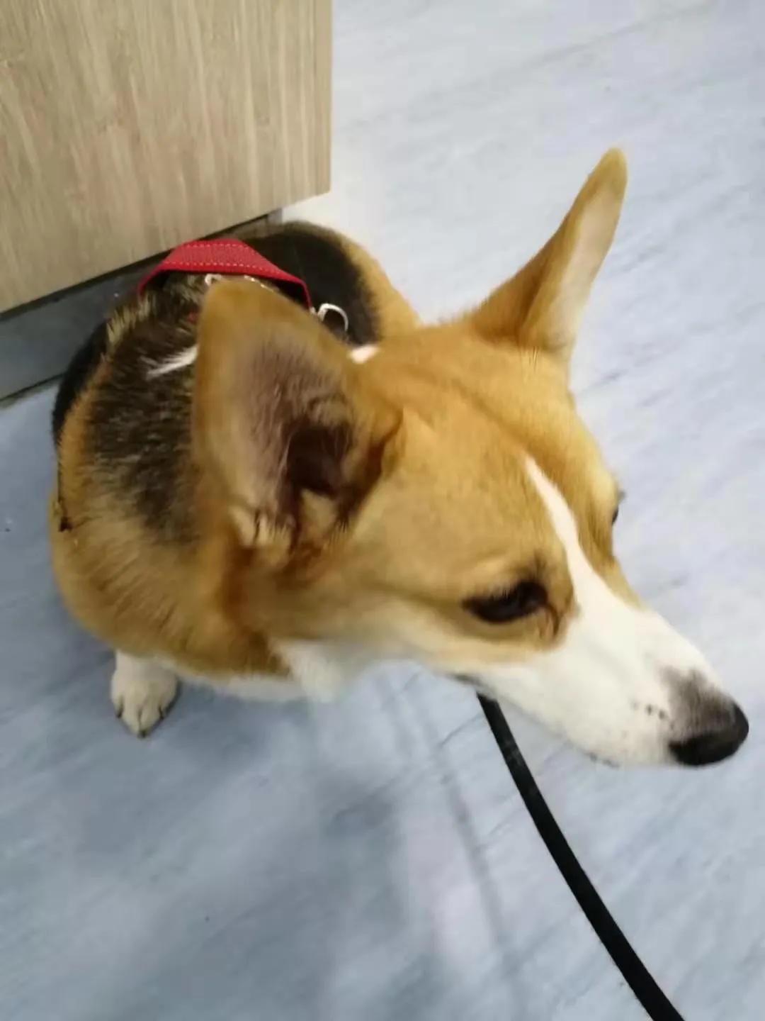 腎炎，深入了解與治療策略，腎炎，全面解析與治療指南