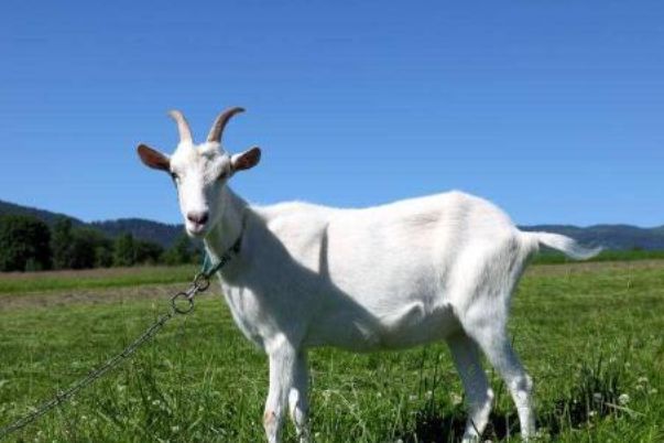 今晚澳門開三肖兔羊蛇，探索生肖運(yùn)勢(shì)與風(fēng)水預(yù)測(cè)的魅力，生肖運(yùn)勢(shì)與風(fēng)水預(yù)測(cè)探索，兔羊蛇今晚在澳門展現(xiàn)魅力