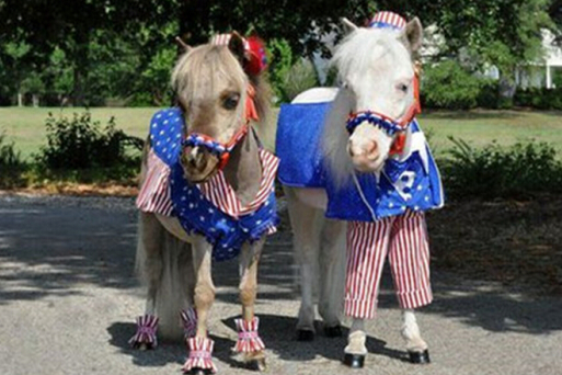 王中王與一馬中特，探尋肖的獨(dú)特魅力，肖的獨(dú)特魅力探尋之旅，王中王與一馬中特的神秘面紗