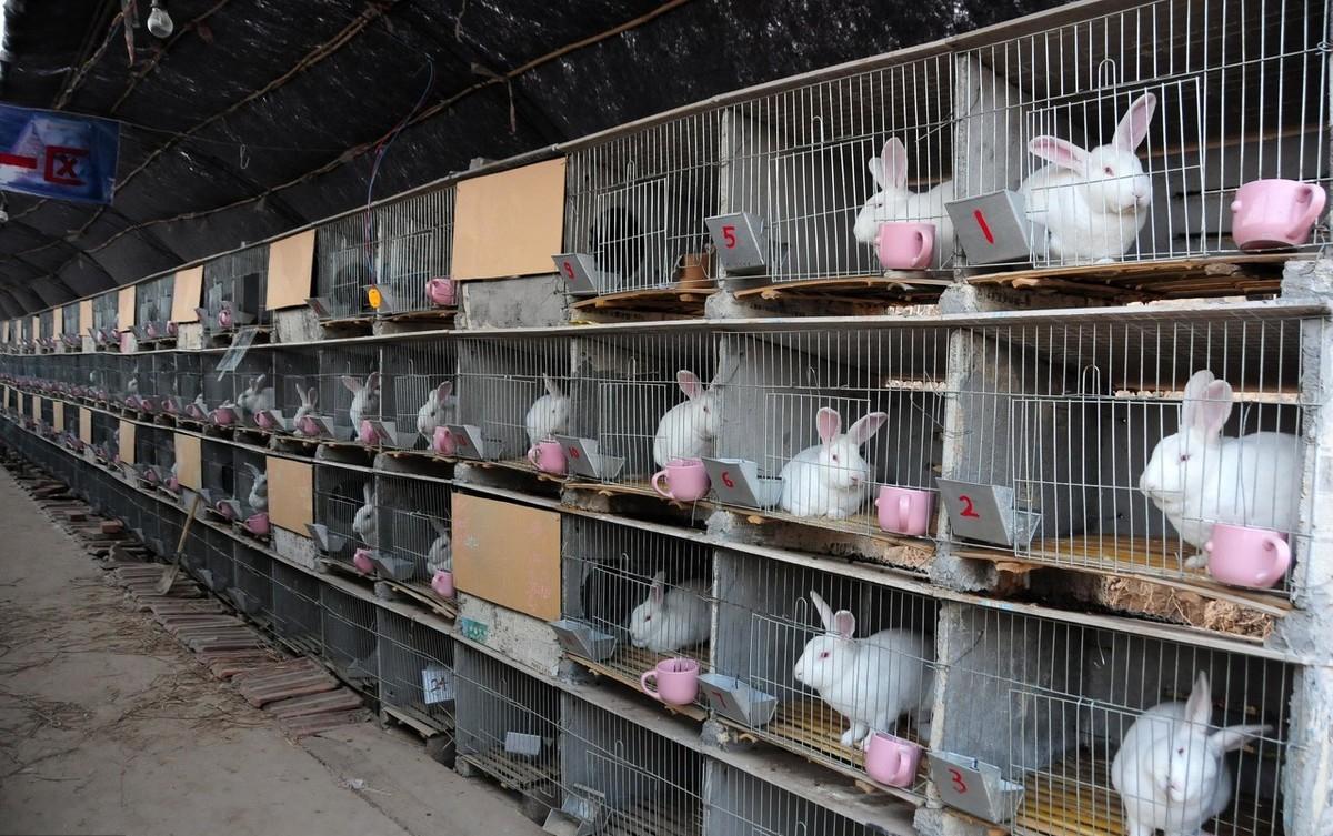 卵子排出后能存活多久，深入解析卵子生存時間與生育健康，卵子生存時間與生育健康，卵子排出后的存活時間解析