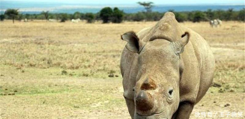 王中王四不像圖的一肖——揭秘背后的神秘文化符號，揭秘王中王四不像圖背后的神秘文化符號，一肖探秘之旅