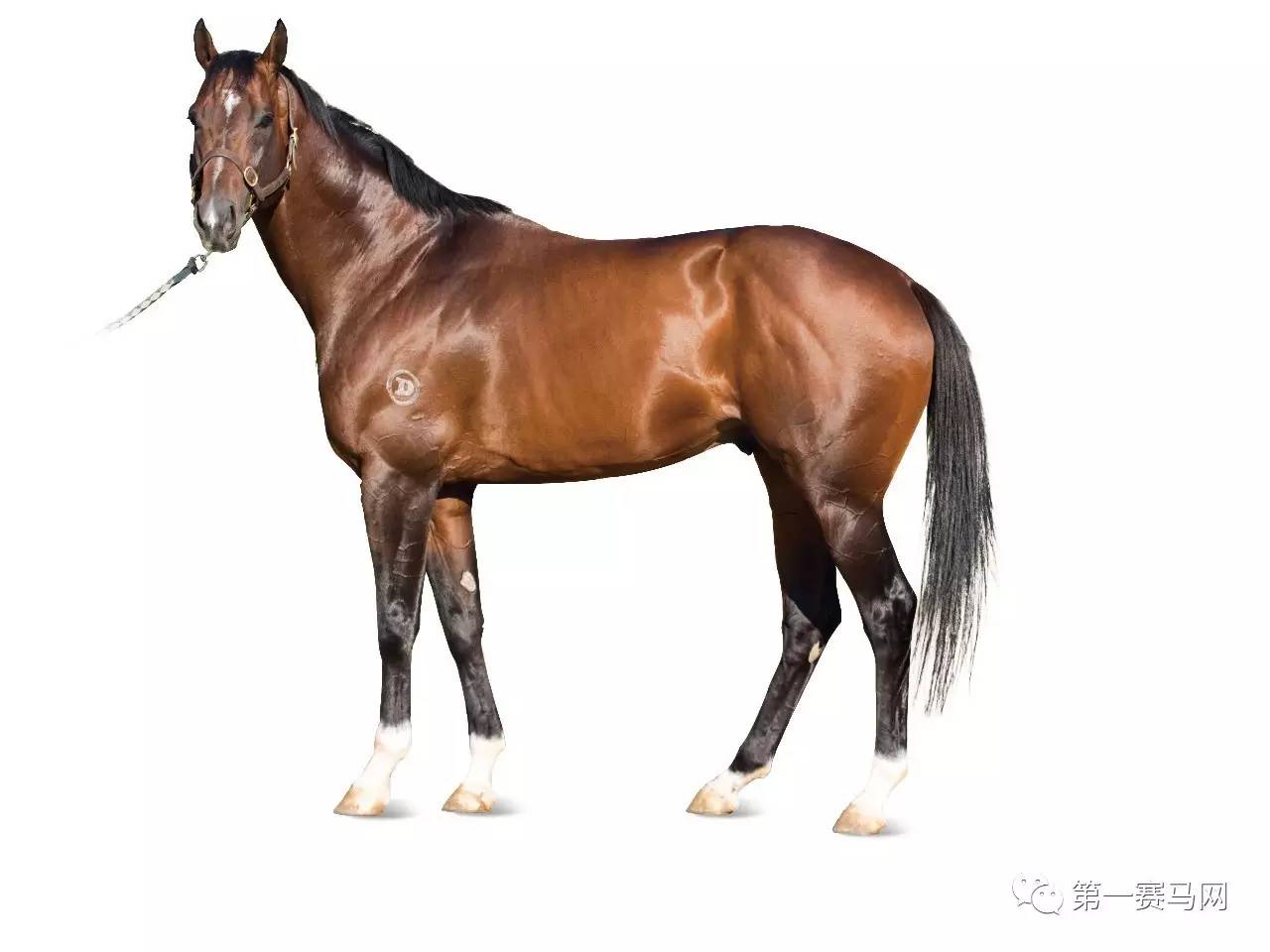 王中王資料一肖中馬，深度解析與SEO優(yōu)化策略，王中王資料一肖中馬深度解析與SEO優(yōu)化策略探討