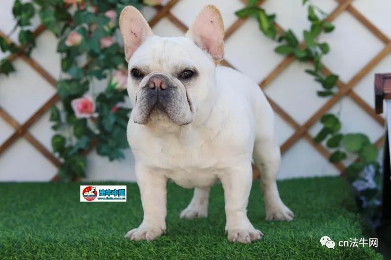 新澳門一碼一肖一待一中四不像的奧秘與探索，澳門一碼一肖一待一中四不像奧秘揭秘與探索