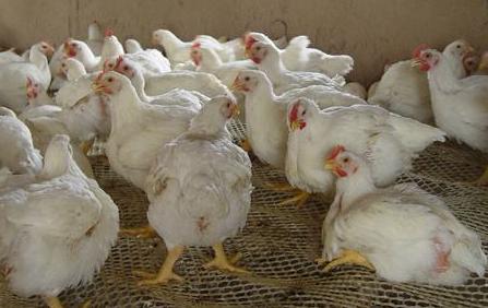 關(guān)于股票代碼002299的深入解析與前景展望，股票代碼002299深度解析與未來前景展望