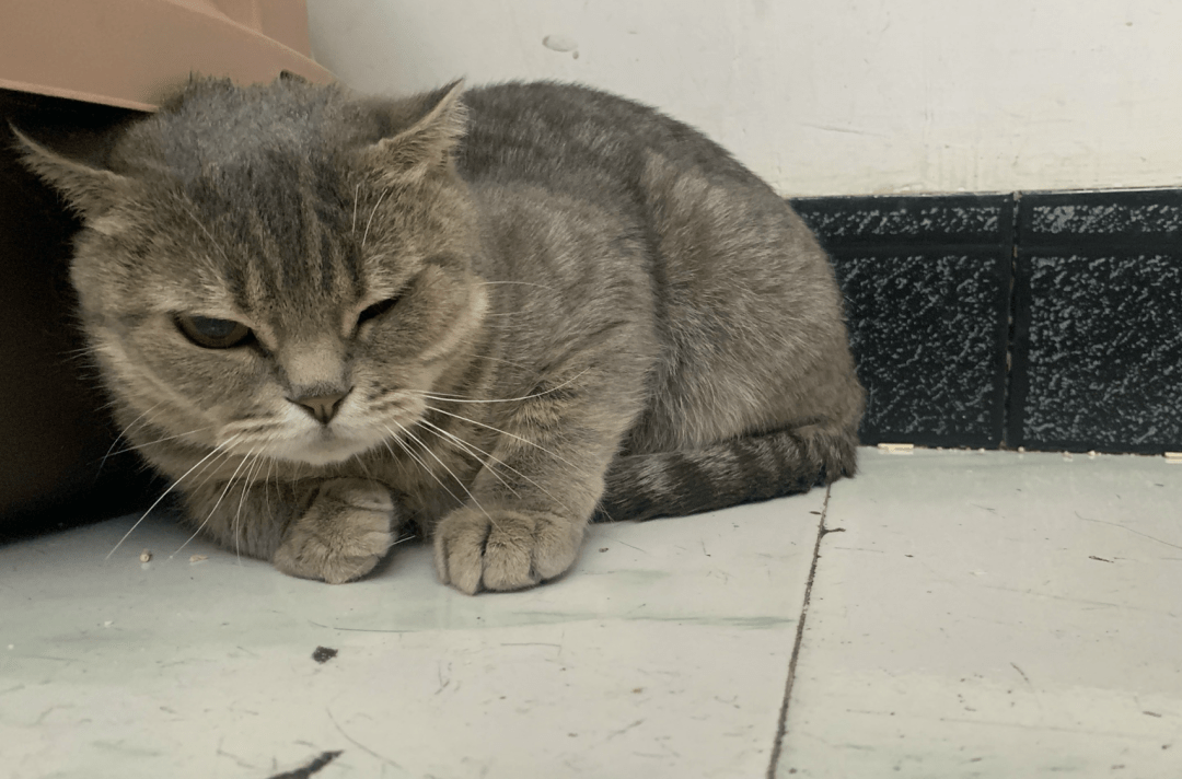 澳門一碼一肖一待一中四不像