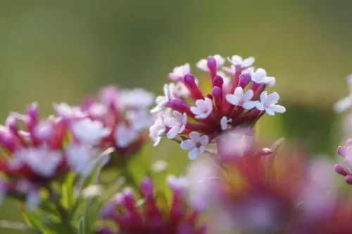 致癌花卉第一名，警惕身邊的健康隱患，致癌花卉第一名，身邊的健康隱患需警惕