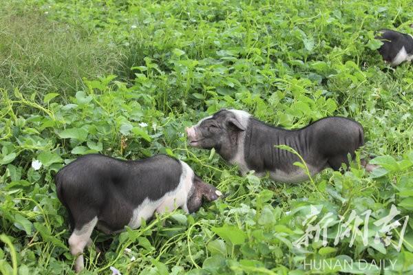 花豬王中王平特一肖，深度解析與SEO優(yōu)化策略，花豬王中王平特一肖，深度解析及SEO優(yōu)化策略探討