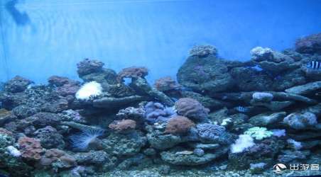 青島海底世界門票價(jià)格大全，探索海洋的門票費(fèi)用是多少？，青島海底世界門票價(jià)格詳解，探索海洋之旅的費(fèi)用是多少？