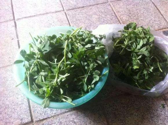 痔瘡患者必看，藥物治療與選擇最佳藥物指南，痔瘡患者必備指南，藥物治療與最佳藥物選擇