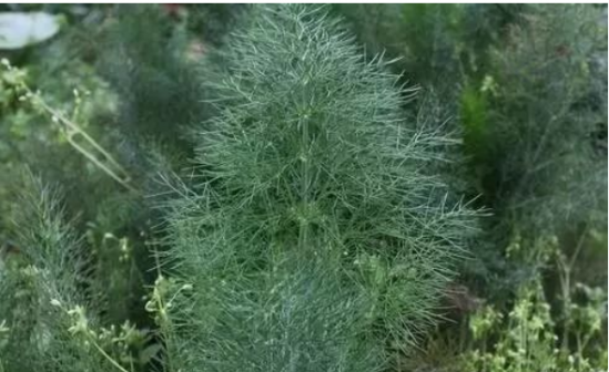 茴香菜，揭示其強(qiáng)大的功效與作用，茴香菜，揭示其驚人功效與強(qiáng)大作用