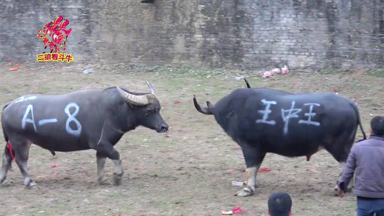 王中王一肖三碼生活幽默，探尋生活中的樂(lè)趣與智慧，王中王一肖三碼，探尋生活的樂(lè)趣與智慧，幽默詮釋生活點(diǎn)滴